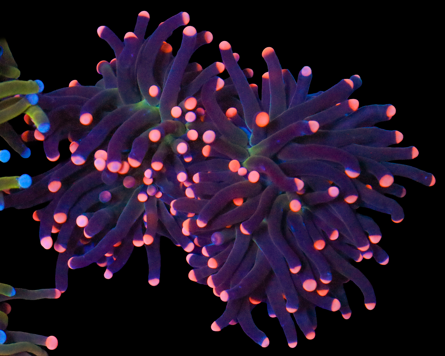 PEACH TIP PURPLE TORCH