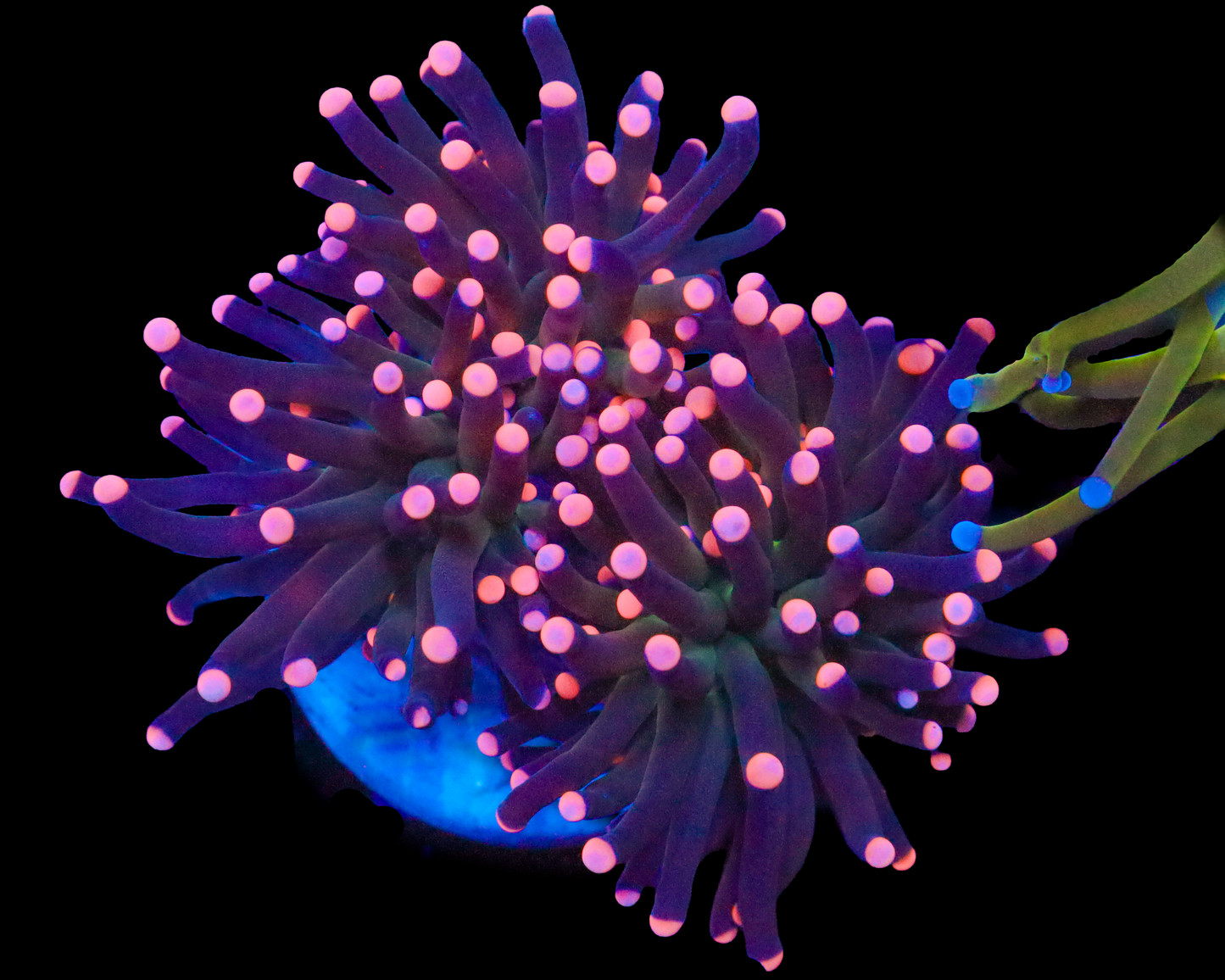 PEACH TIP PURPLE TORCH