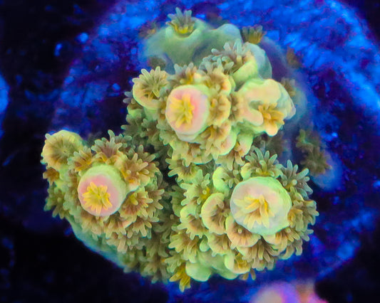 818'S CITRUS SQUEEZE TENUIS