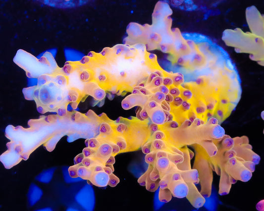 XL ULTRA LOKANI MINI COLONY