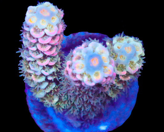 818'S BLUE FLAME TENUIS