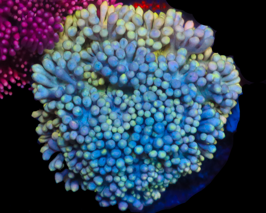 818'S ICEBREAKER GONI