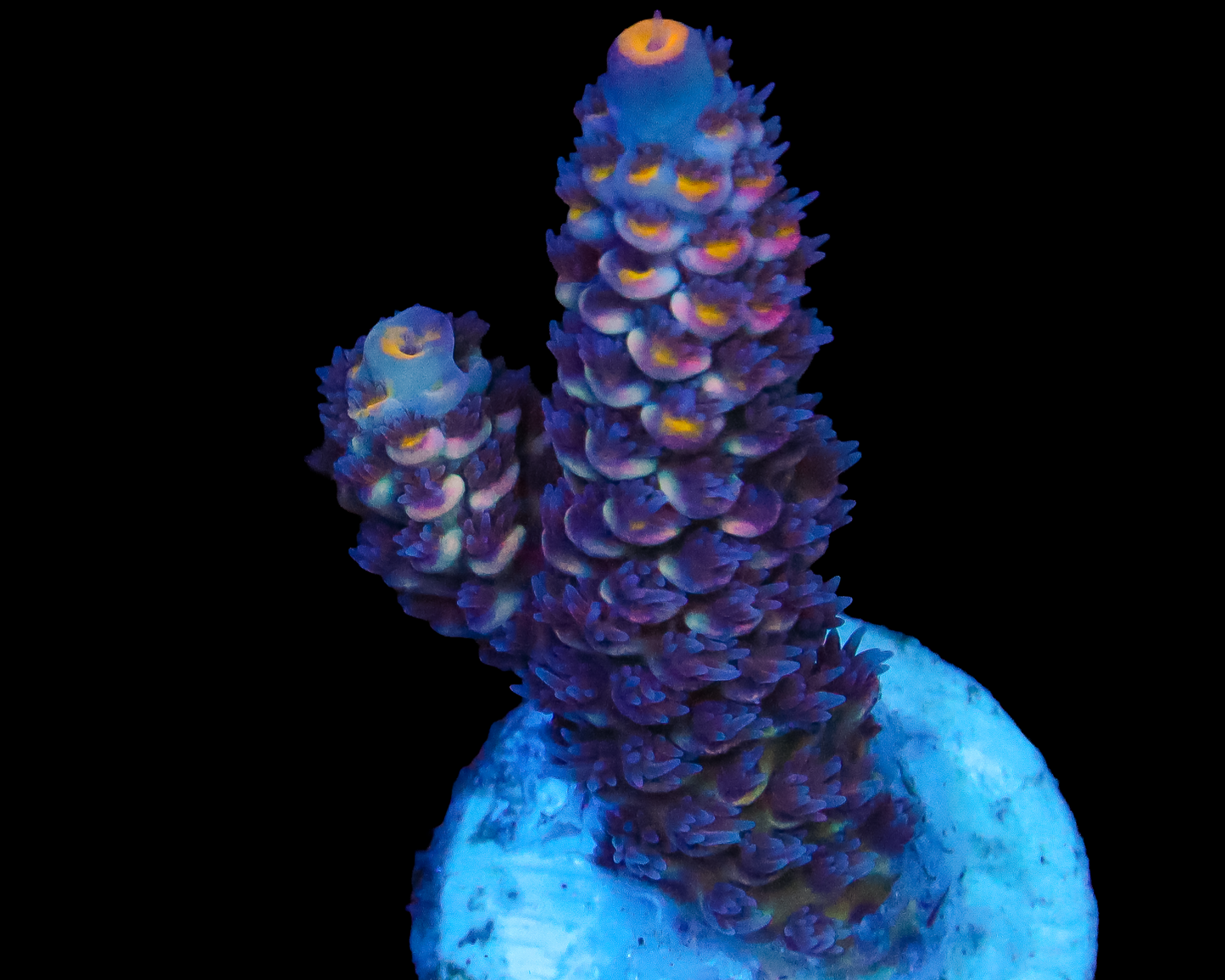 MALAYSIAN TENUIS