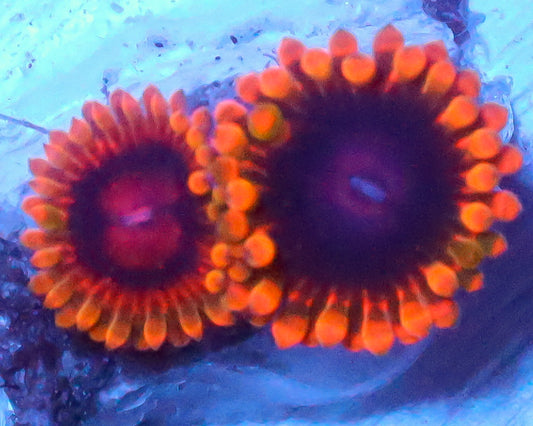 MIND TRICK ZOAS