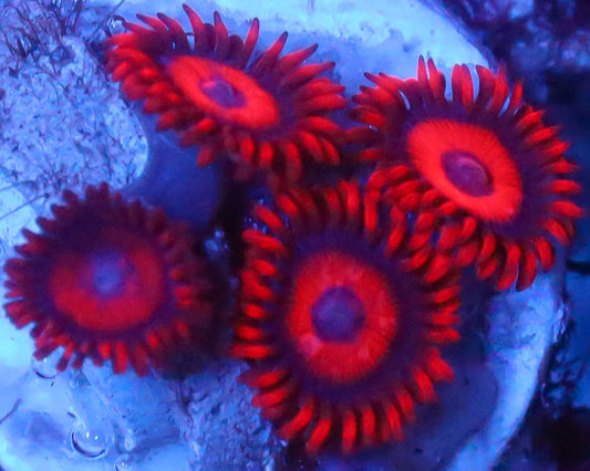 RED OXIDE ZOAS