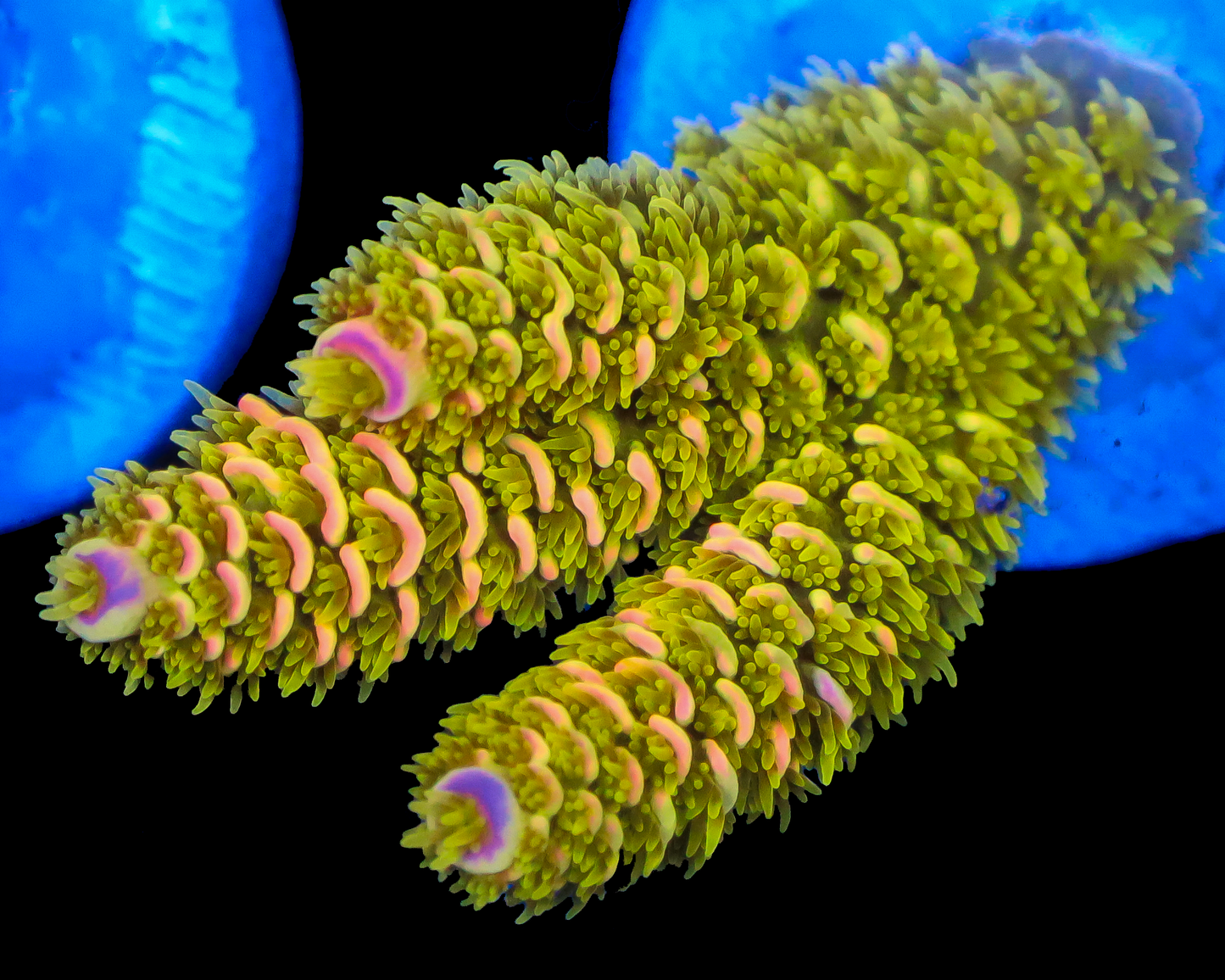 818'S AFTERMATH TENUIS