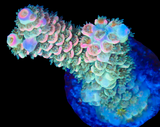 818'S HAWAIIAN HAZE TENUIS