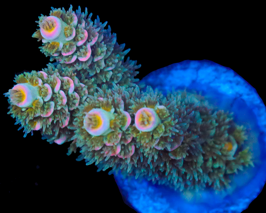 818'S BLUE DREAM TENUIS