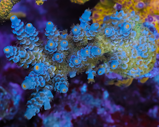 818'S COOKIE MONSTER TENUIS