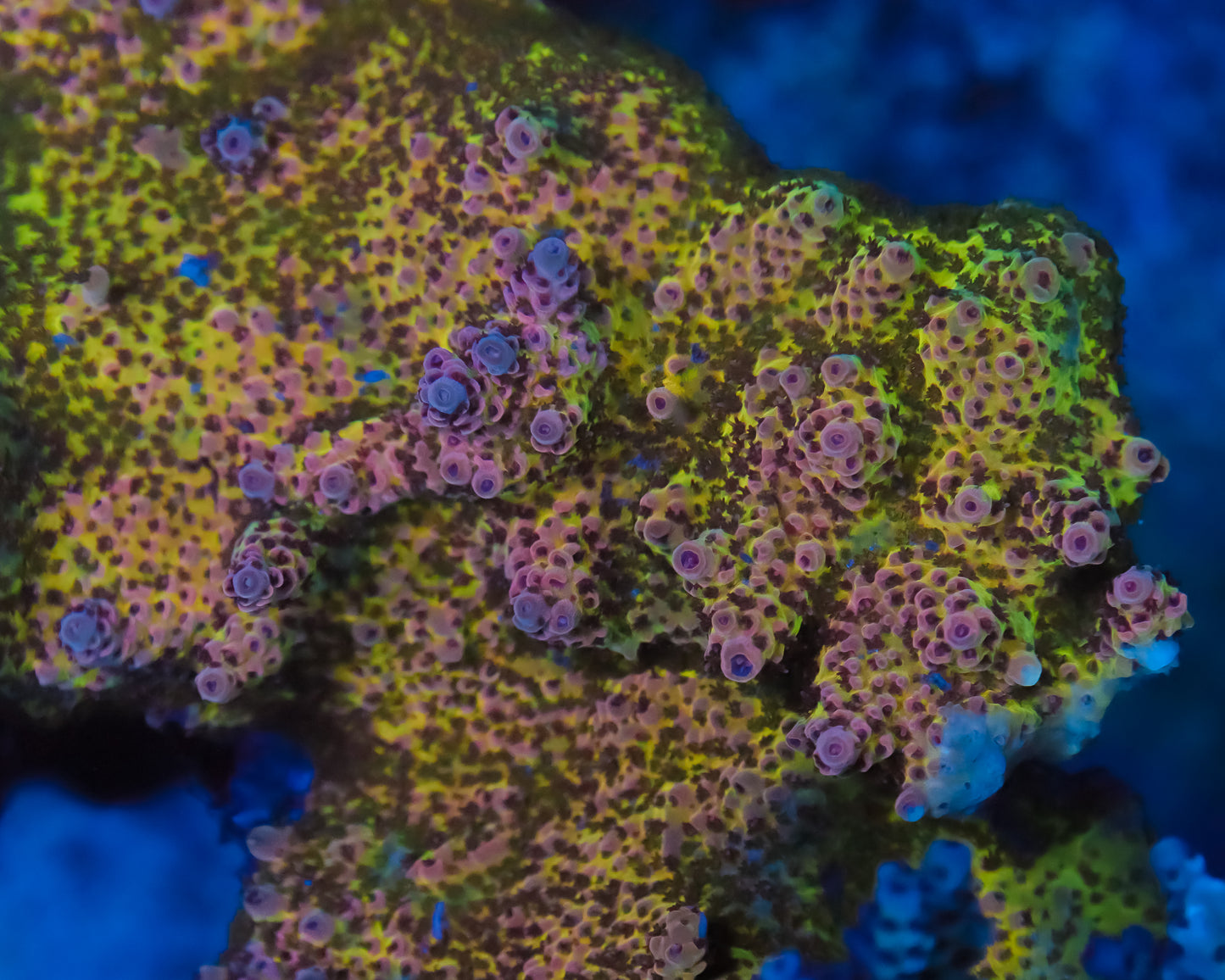 818'S CRUNCHBERRY ACRO