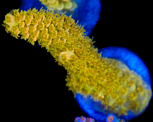 818'S KRYPTONITE TENUIS