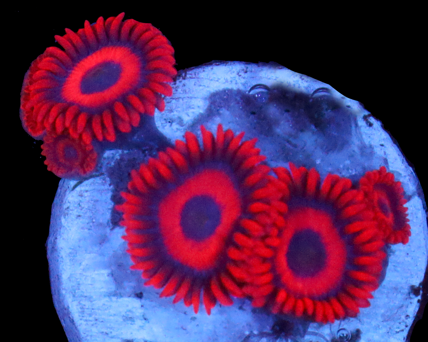 RED OXIDE ZOAS