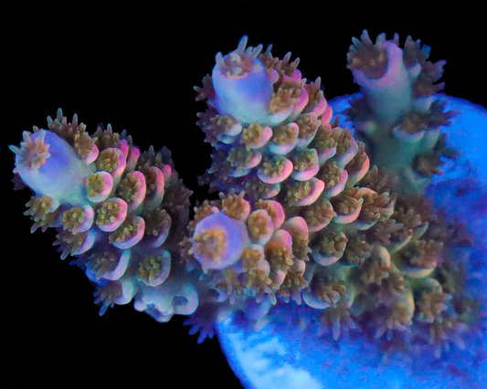 818'S BLUEBERRY BLISS TENUIS