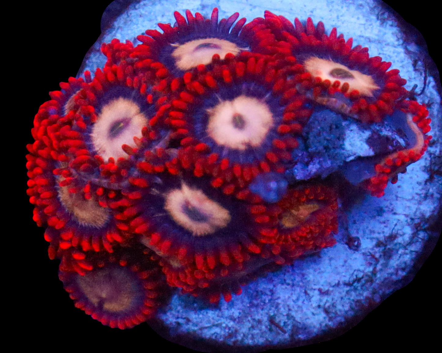 MULTICOLOR ZOAS