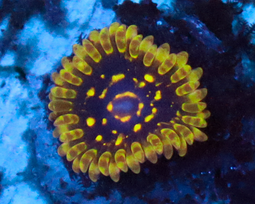 EXOSPHERE ZOA