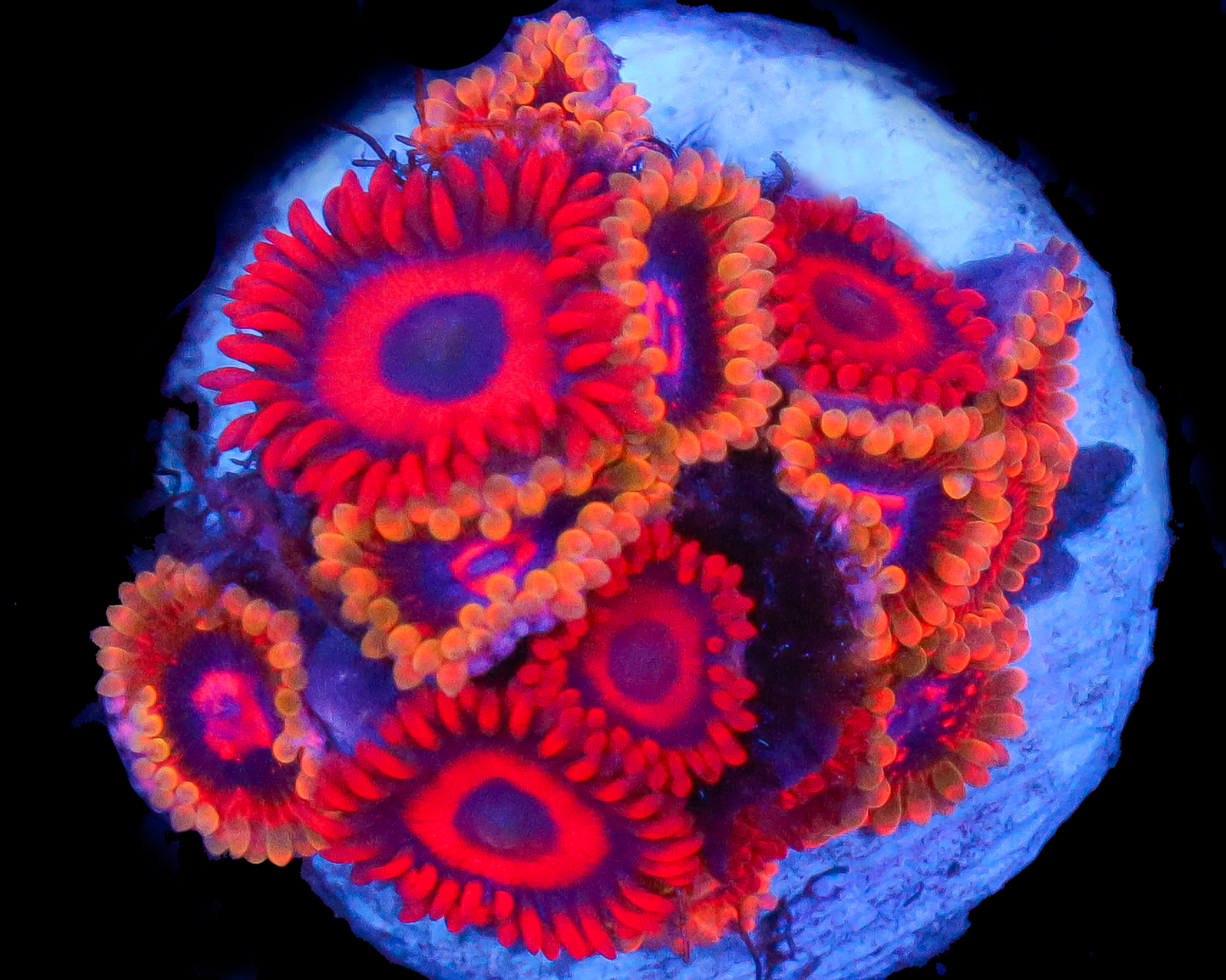 MIND TRICK RED OXIDE ZOAS
