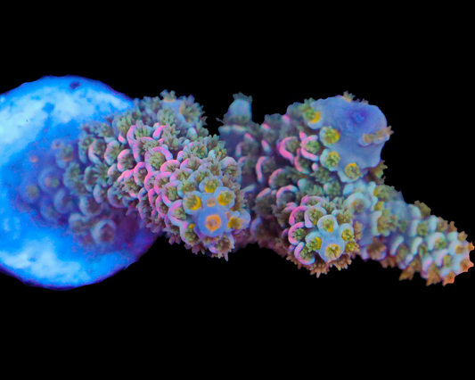 818'S BLUE FLAME TENUIS CHUNKY