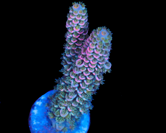 818'S BLUE FLAME TENUIS