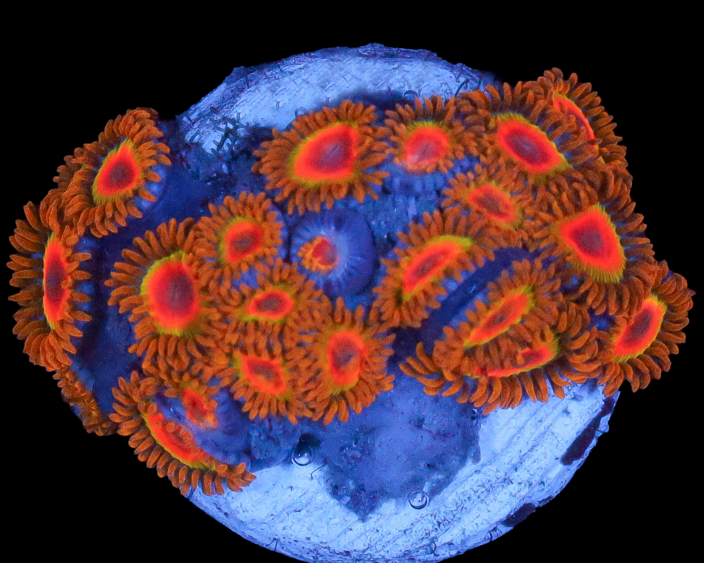 RASTA ZOAS