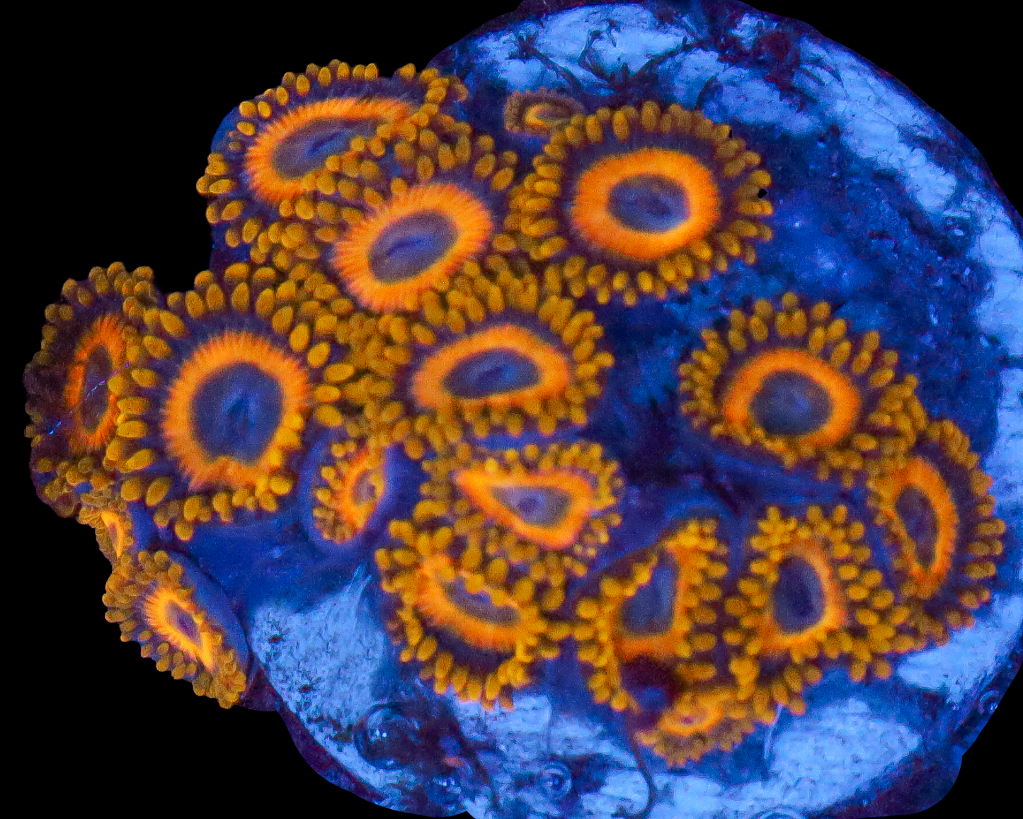 SCRAMBLED EGG ZOAS