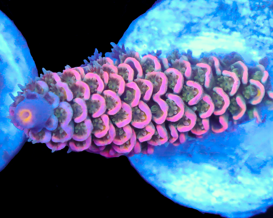 818'S BUBBLEBERRY TENUIS