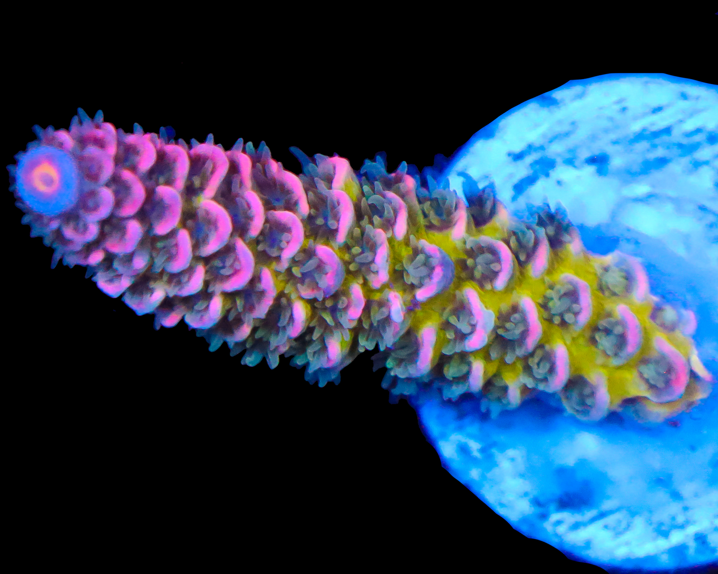 818'S SIN CITY TENUIS