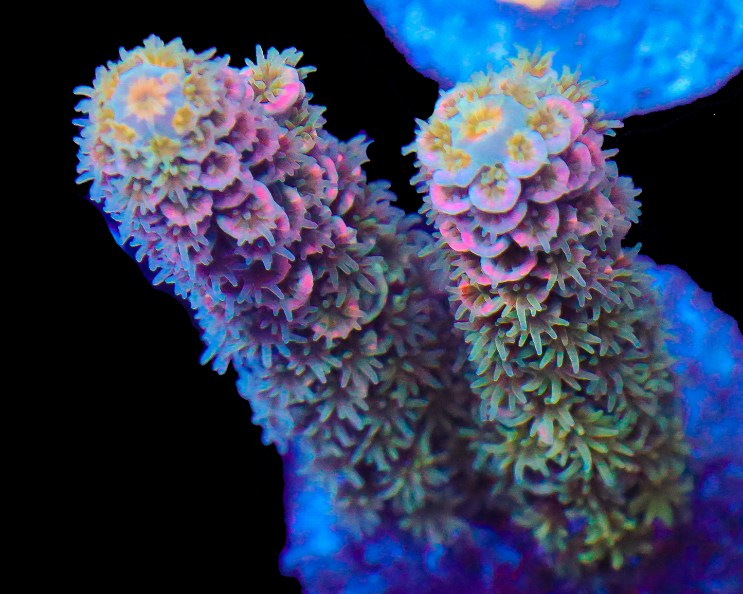 818'S LOVE POTION TENUIS