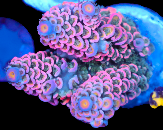 818'S BUBBLEBERRY TENUIS CHUNKY