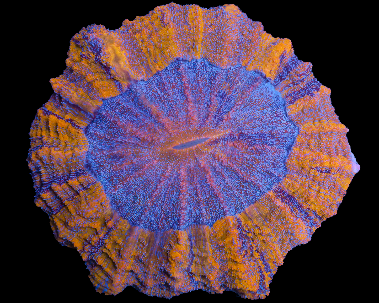 COLLECTOR ACANTHOPHYLLIA 7"