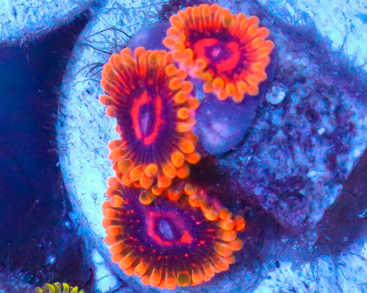 MIND TRICK ZOAS