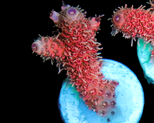 818'S FLAMETHROWER MILLIE