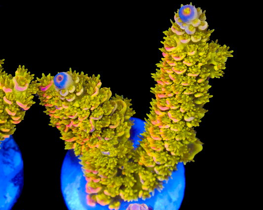 818'S AFTERMATH TENUIS