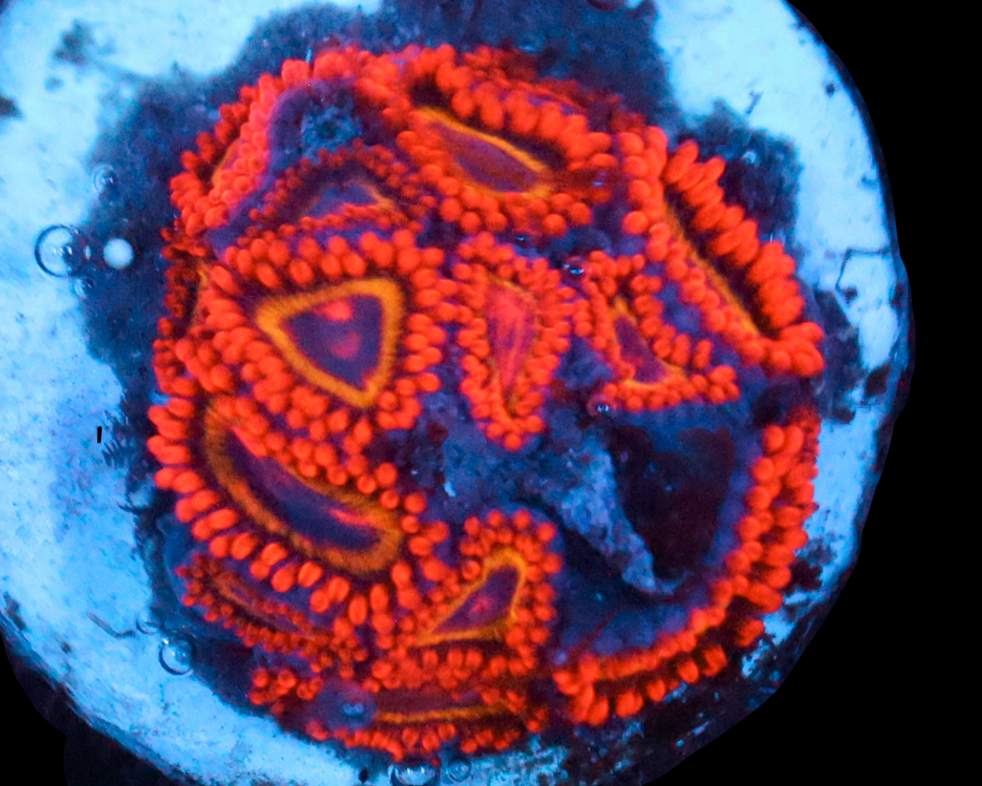 FRUIT LOOP ZOAS