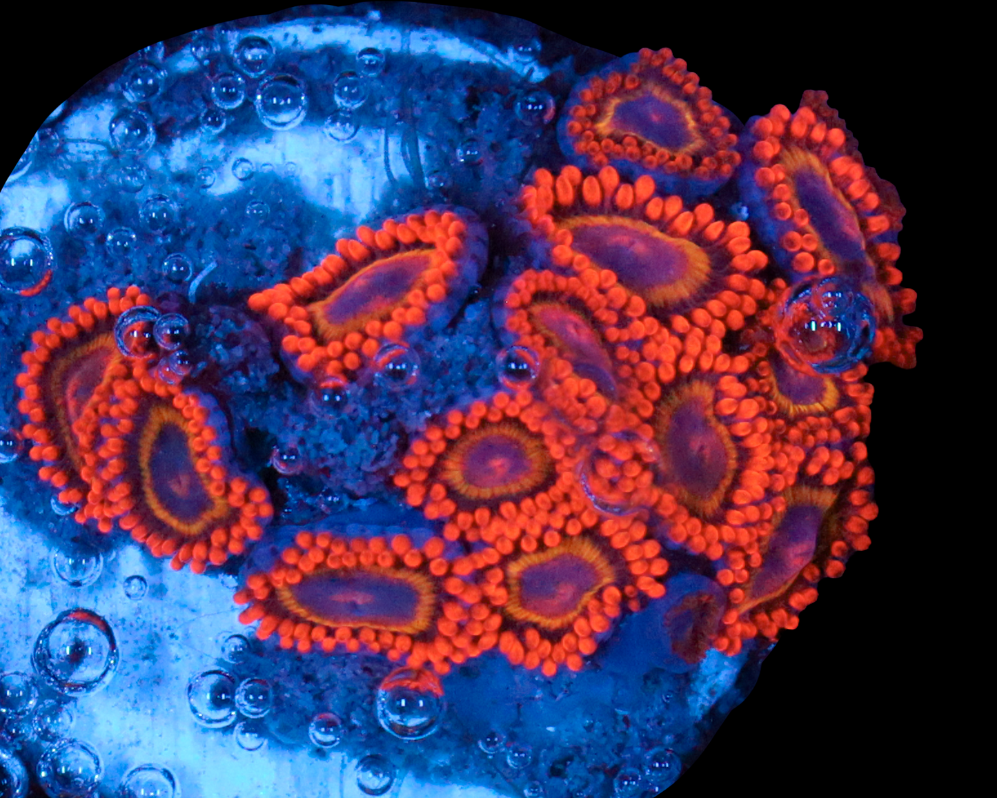 FRUIT LOOP ZOAS
