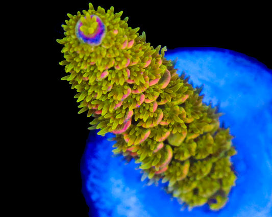 818'S AFTERMATH TENUIS