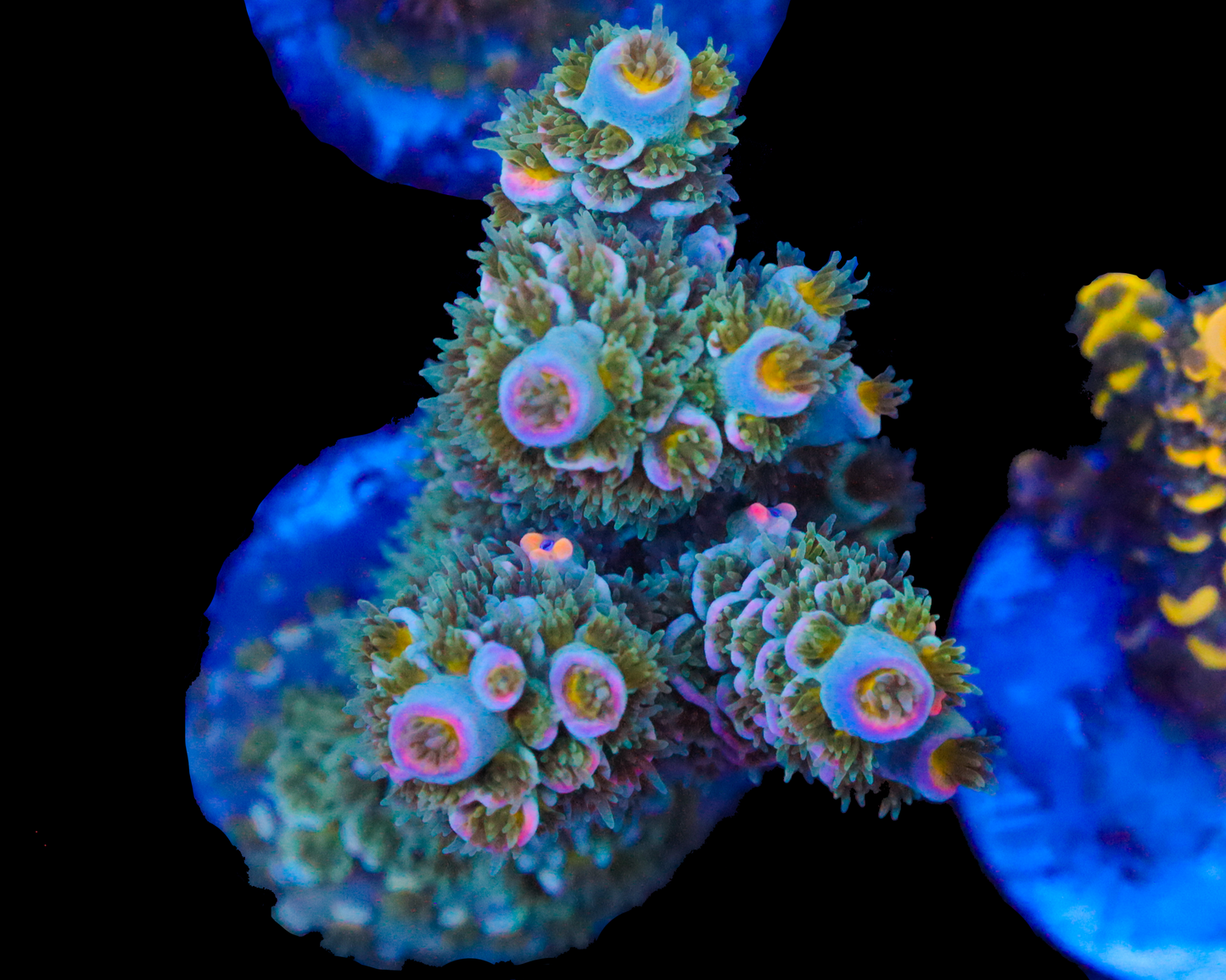 818'S BLUE SUEDE TENUIS