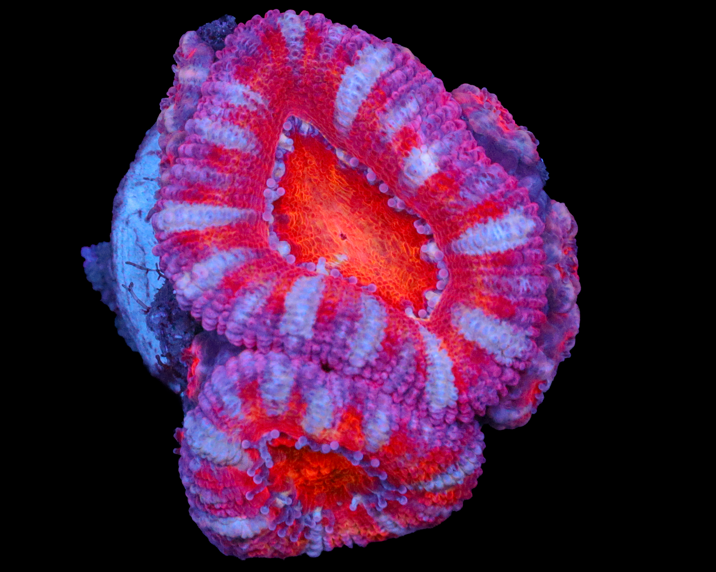 ULTRA RAINBOW ACAN