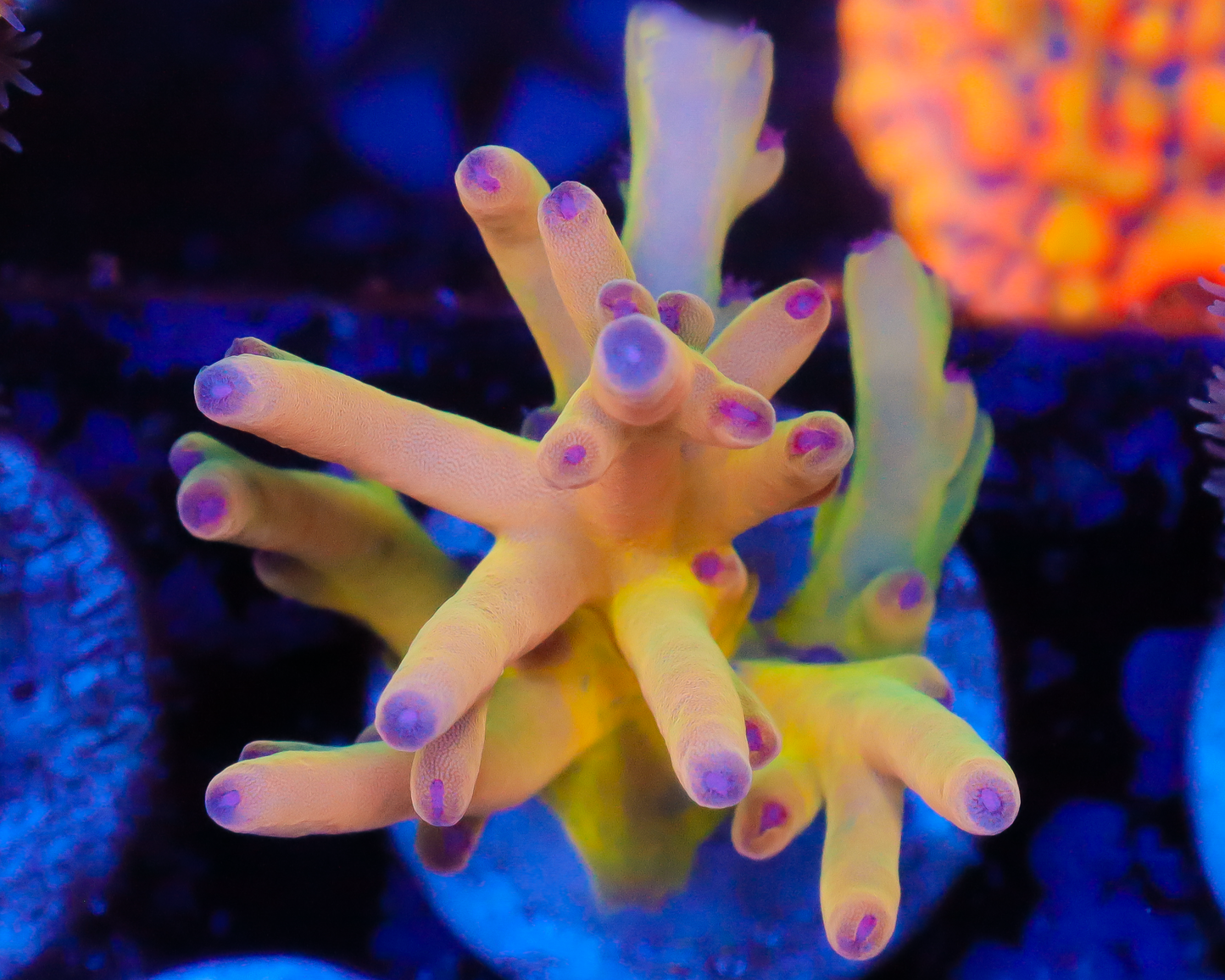 818'S CITRUS SMASH LOKANI