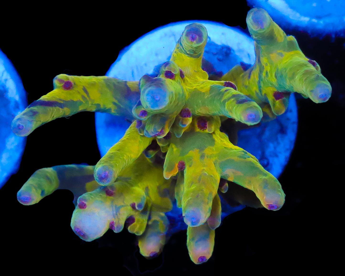 818'S PSYCLONE LOKANI SUPER HOT NEW RELEASE