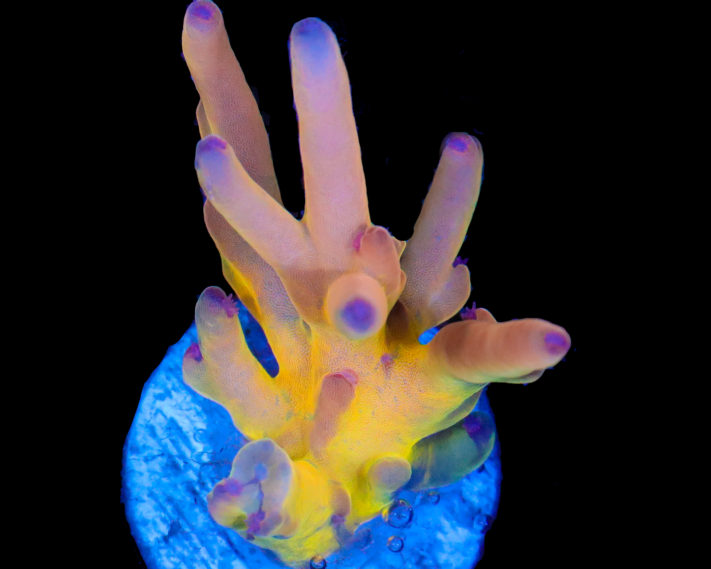 818'S CANDLESTICK LOKANI NEW RELEASE