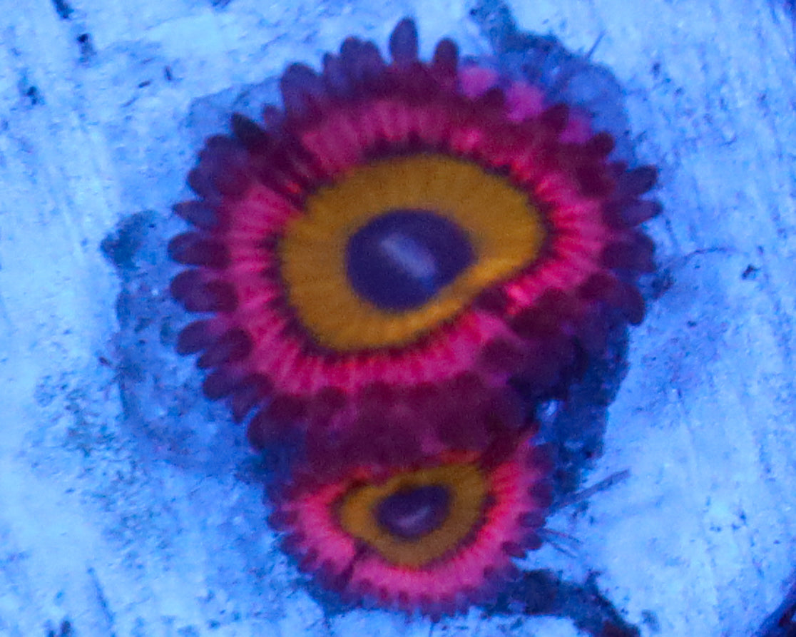 CHUCKIES BRIDES ZOAS