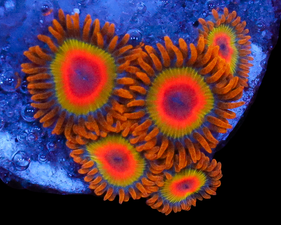 RASTA ZOAS
