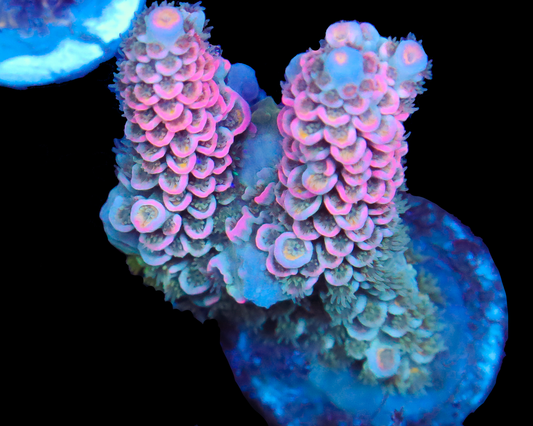 818'S BUBBLEBERRY TENUIS CHUNK