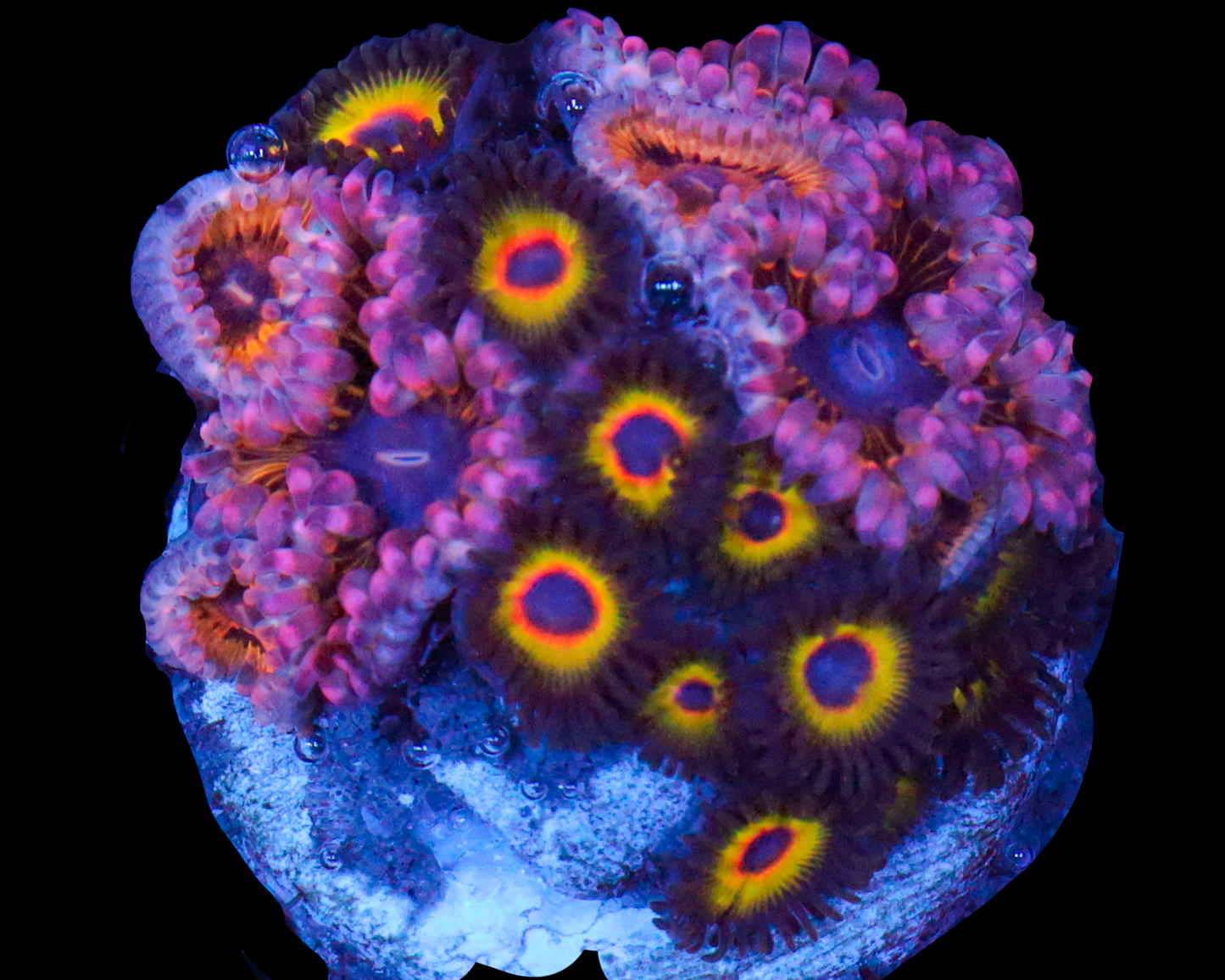 ZOA COMBO