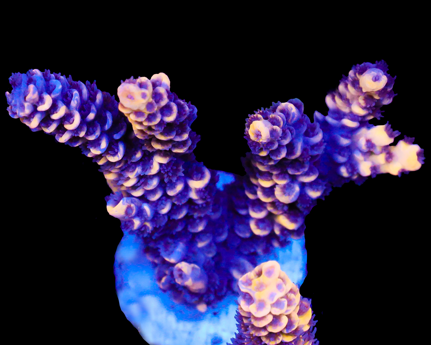 818'S LEMONBERRY SPLICE TENUIS