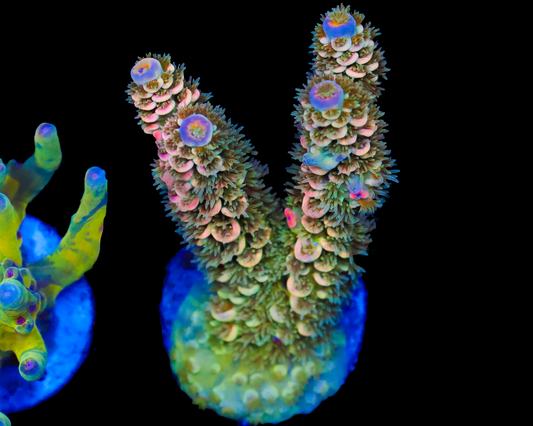 818'S MASTERMIND TENUIS