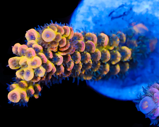 818'S FREAK SHOW TENUIS GETS GRAFTED