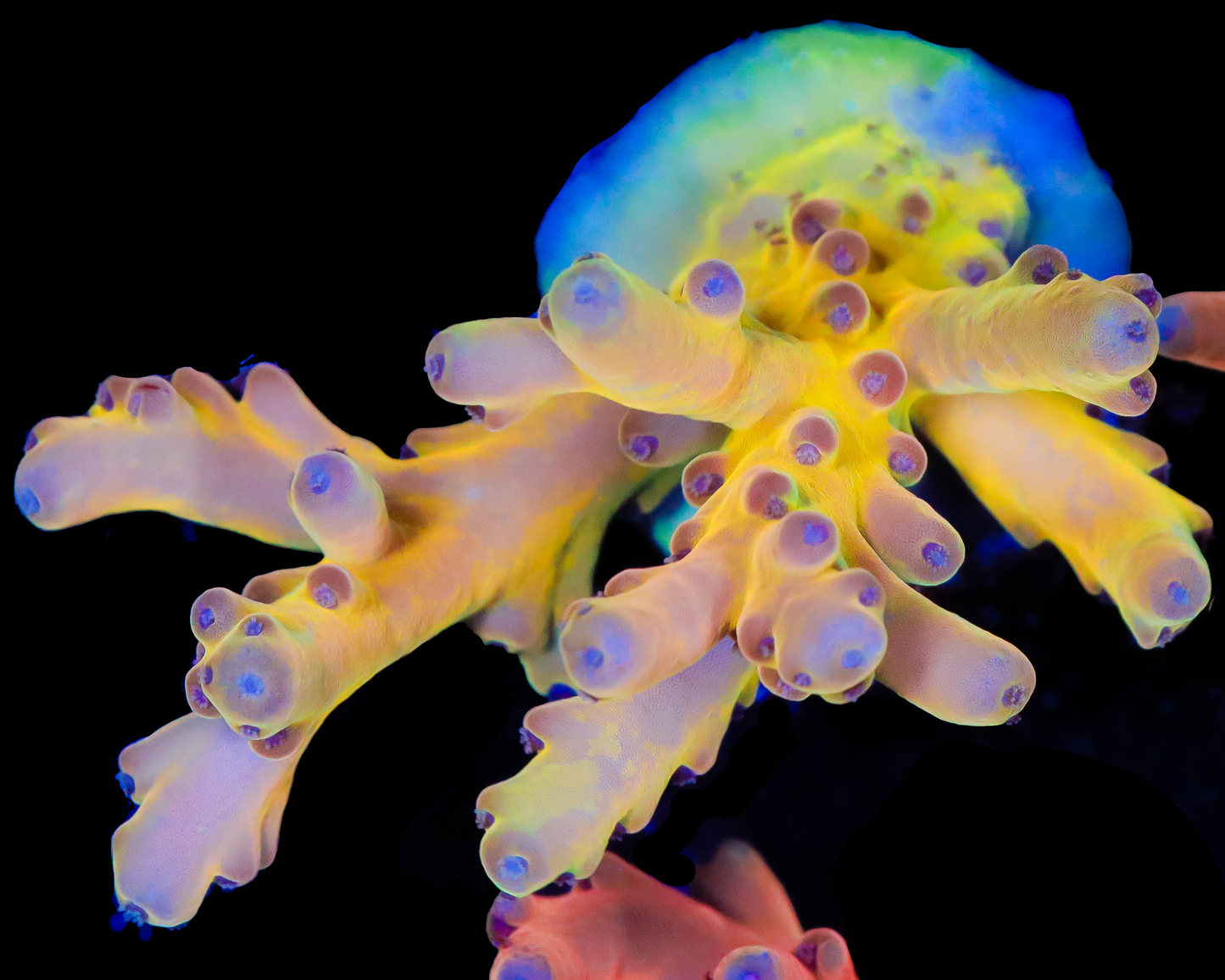 818'S LIMELIGHT LOKANI