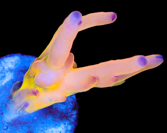 818'S AFTERBURNER LOKANI