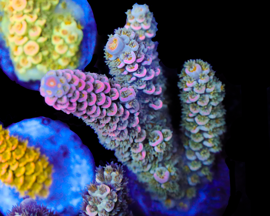 818'S BLUE FLAME TENUIS CHUNK